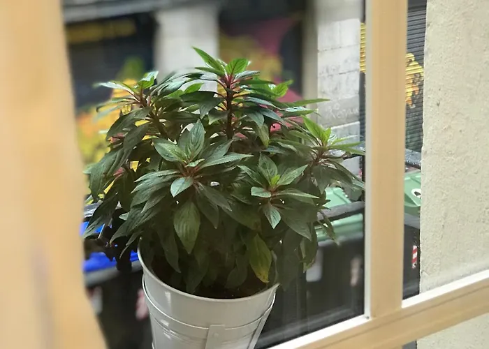 Fika Flat Casco Viejo Parking 15euro X Día *